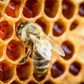Honeybee posters